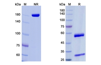 Erenumab (CALCRL/CGRP-R) - Research Grade Biosimilar Antibody