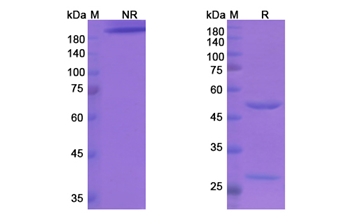 Etigilimab (TIGIT/VSTM3) - Research Grade Biosimilar Antibody