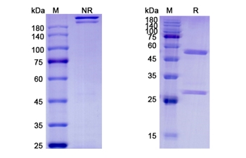 Etokimab (IL33) - Research Grade Biosimilar Antibody