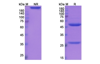 Etrolizumab (ITGA4_ITGB7) - Research Grade Biosimilar Antibody