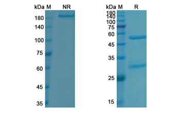 Evinacumab (ANGPTL3) - Research Grade Biosimilar