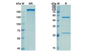 Evolocumab (PCSK9) - Research Grade Biosimilar Antibody