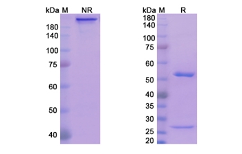 Exbivirumab (HBV/HBsAg) - Research Grade Biosimilar Antibody