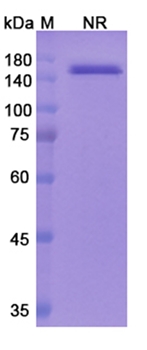 Faricimab (ANGPT2/VEGFA) - Research Grade Biosimilar