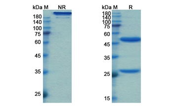 Fasinumab (NGF/NGFB ) - Research Grade Biosimilar
