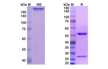 Fianlimab (LAG3/CD223) - Research Grade Biosimilar Antibody