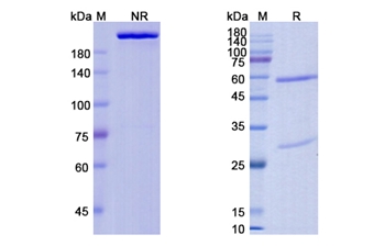 Foralumab (CD3E) - Research Grade Biosimilar