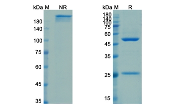 Foravirumab (RV) - Research Grade Biosimilar Antibody