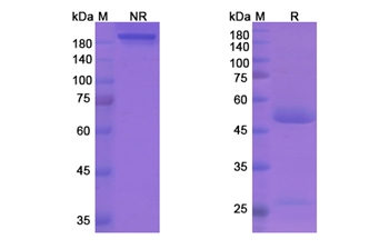 Fremanezumab (CALCA /CALCB) - Research Grade Biosimilar Antibody