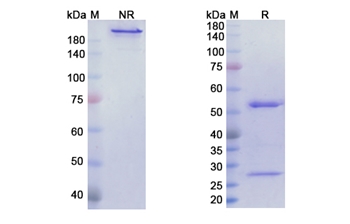 Futuximab (EGFR domain III /ERBB1) - Research Grade Biosimilar