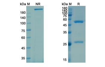 Galcanezumab (CALCA/CGRP1/CALCB/CGRP2) - Research Grade Biosimilar Antibody