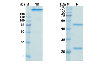 Galiximab (CD80 (B7-1,CD28LG2)) - Research Grade Biosimilar Antibody