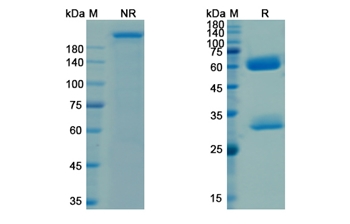Ganitumab (IGF1R/CD221) - Research Grade Biosimilar Antibody