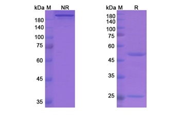 Garadacimab (F12) - Research Grade Biosimilar Antibody