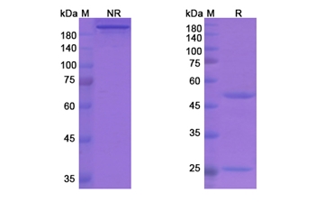 Garadacimab (F12) - Research Grade Biosimilar