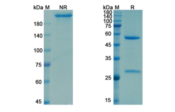 Garetosmab (INHBA) - Research Grade Biosimilar Antibody