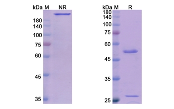 Gatipotuzumab (MUC1/CD227) - Research Grade Biosimilar Antibody