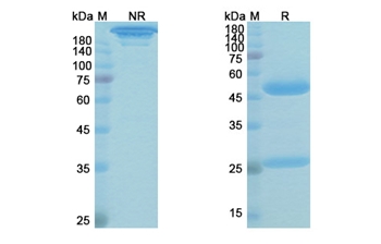 Gedivumab (Influenza A virus hemagglutinin HA) - Research Grade Biosimilar