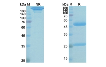 Gedivumab (Influenza A virus hemagglutinin HA) - Research Grade Biosimilar Antibody