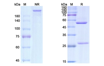 Gemtuzumab (CD33) - Research Grade Biosimilar Antibody