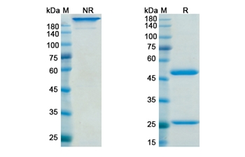 Gimsilumab (CSF2 /GM-CSF) - Research Grade Biosimilar Antibody