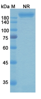 Gremubamab (PcrV) - Research Grade Biosimilar Antibody
