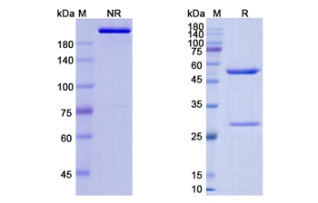 Huj591-Gsmab (FOLH1/PSMA) - Research Grade Biosimilar Antibody