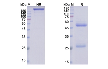 Ibalizumab (CD4 D3 domain) - Research Grade Biosimilar Antibody