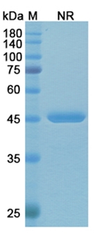 Idarucizumab (dabigatran etexilate mesylate) - Research Grade Biosimilar Antibody