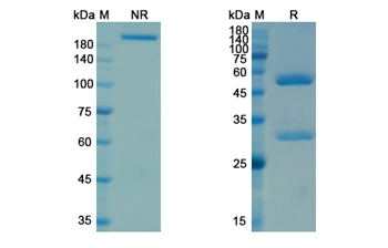 Ifabotuzumab (EPHA3/REK4) - Research Grade Biosimilar