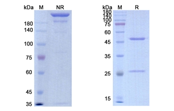 Imalumab (MIF) - Research Grade Biosimilar