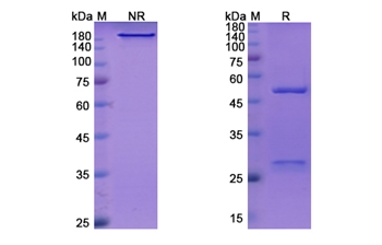 Inclacumab (SELP) - Research Grade Biosimilar