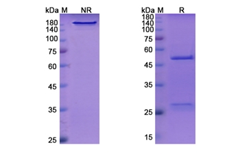 Indatuximab Ravtansine (SDC1/CD138) - Research Grade Biosimilar Antibody