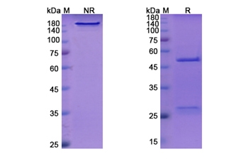 Indatuximab Ravtansine (SDC1/CD138) - Research Grade Biosimilar
