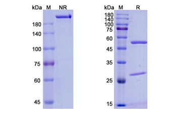 Inebilizumab (CD19) - Research Grade Biosimilar