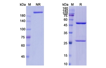 Ivuxolimab (TNFRSF4/CD134) - Research Grade Biosimilar