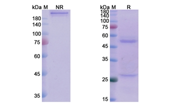 J695 (IL12A/CD18) - Research Grade Biosimilar Antibody