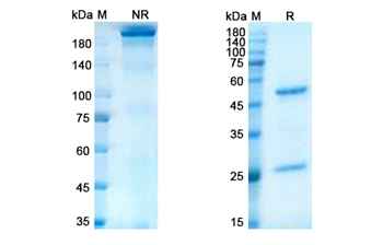 Lacutamab (KIR3DL2) - Research Grade Biosimilar Antibody