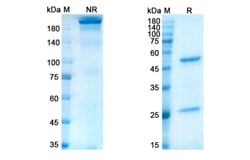 Lacutamab (KIR3DL2) - Research Grade Biosimilar