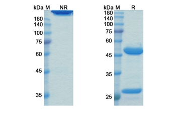 Landogrozumab (MSTN/GDF8) - Research Grade Biosimilar