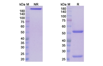 Leronlimab (CCR5/CD195) - Research Grade Biosimilar Antibody