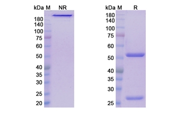 Leronlimab (CCR5/CD195) - Research Grade Biosimilar