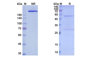 Lexatumumab (TNFRSF10B/CD262) - Research Grade Biosimilar Antibody
