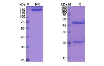 Libivirumab (HBV/HBsAg) - Research Grade Biosimilar Antibody