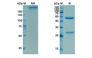 Ligelizumab (IGHE) - Research Grade Biosimilar