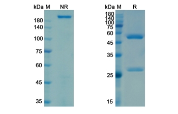 Lilotomab (CD37) - Research Grade Biosimilar