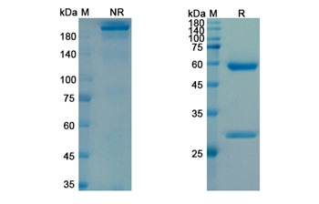 Lodapolimab (PDCD1/PD-1/CD279) - Research Grade Biosimilar Antibody
