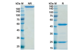 Lodelcizumab (PCSK9) - Research Grade Biosimilar Antibody