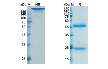 Lokivetmab (IL31) - Research Grade Biosimilar Antibody