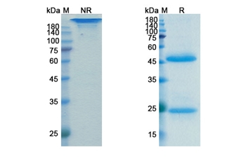 Lokivetmab (IL31) - Research Grade Biosimilar